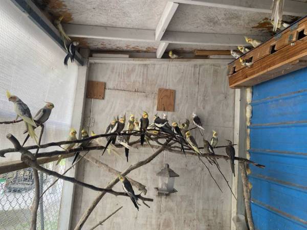 Cocateil bird 1