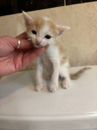 Kittens lindos63865302782211122