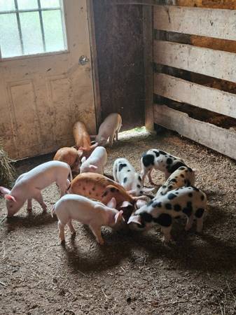 Piglets 1