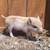 Baby Pig 1 thumbnail