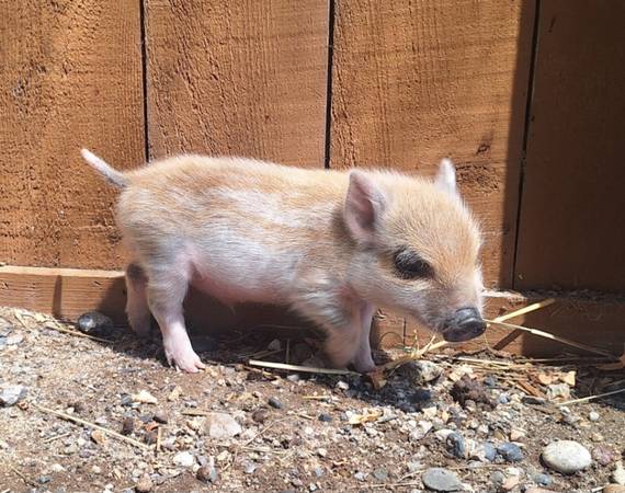 Baby Pig 1
