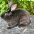 Rex female rabbit 1 thumbnail