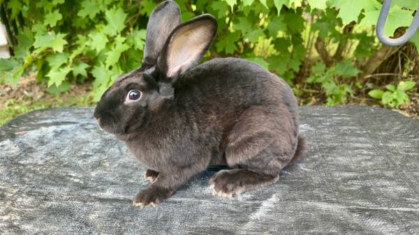Rex female rabbit 1
