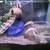 Purple pincher crabs 7 thumbnail