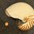 Nautilus shell (large) 2 thumbnail