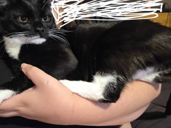 Rehoming 1yo handsome tuxedo 1