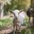 Purebred Nigerian Dwarf Goats (Doelings) 5 thumbnail