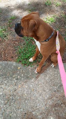 Male red and white Boxer (Jacksonville nc)63619037183105123