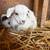 Baby goats 8 thumbnail