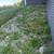 Need Help Pulling Weeds - $40 Per Hour 3 thumbnail