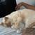 Flame point Siamese 6 thumbnail