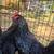 Roosters 🐓 Cockerels Rhode Island Red * Easter Egger * Ameraucana 7 thumbnail