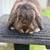Mini Lop Bucks 5 thumbnail