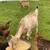 Lamancha pair 3 thumbnail