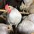 Miniature self blue bantam roosters 4 thumbnail