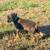 Dobermans 5 thumbnail