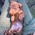 Rehome Baby Doxies! 2 thumbnail