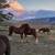 Gypsy Vanner Draft x Yearlings/ weanlings for sale 12 thumbnail