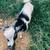 ND goats 1 thumbnail