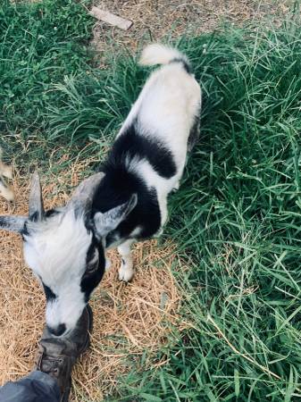 ND goats 1