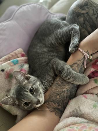 4 month old kitten (Jacksonville)63925384575619122