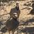 Chukars 1 thumbnail