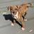 Rehoming Extra Large Pit Bull Puppies 5 thumbnail