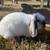 Holland Lop Bunny, Female 7 thumbnail