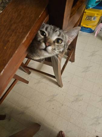 Missing Kitten (Carbondale)63981875243395124
