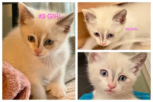 half ragdoll kittens63958289435267123
