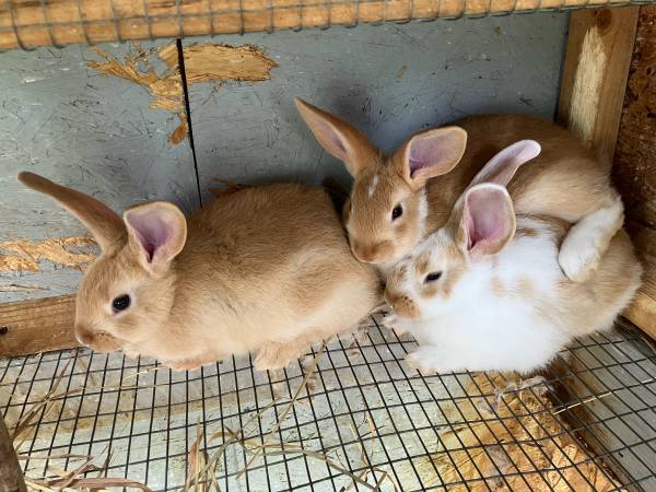 Rabbits -Pet/Meat- 1