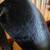 Big Sky Carvers Wood Skunk 18 thumbnail