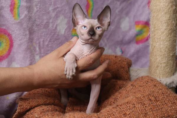 Sphynx Kittens (La Puente)63953815643266121