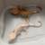 Crested Gecko Pair 3 thumbnail