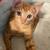 Kitten 3 thumbnail