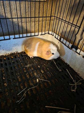 Im needing a new home (Rowley, ia)64164490289665120