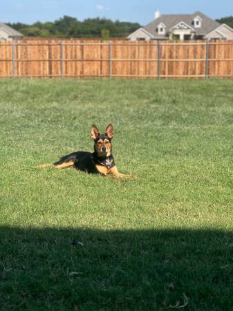 Rehoming Sweet Dog 1