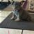 English/Frenchie Mix Puppies 1 thumbnail