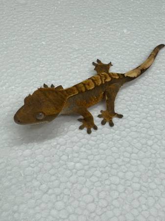 Crested Gecko Extreme Harlequin pos female (NE Philly)63797764918401121