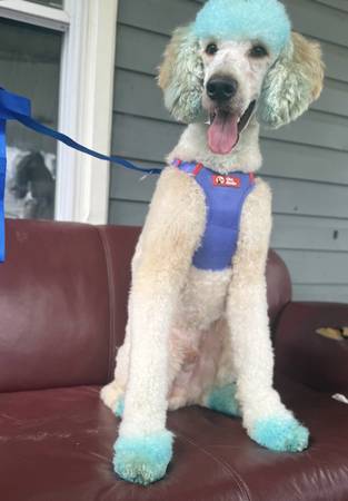 Poodle/Irish setter mix looking for a home, male 1 1/2 year old (Johnstown pa)63943426433667120