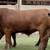 Finished Grain Fed Feeder Steers & Heifers Butcher Calf 3 thumbnail