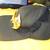 BATMAN 'Gold Mirror' BASEBALL CAP!! Look! Fits All!! $30.00 Shipped!! 5 thumbnail