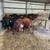 25 calves 8 thumbnail