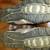 Mens Merrell size 13 hiking shoes  - Castle Rock & Chameleon 8 6 thumbnail