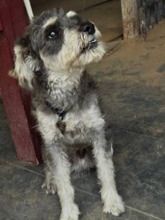 Schnauzer 1