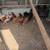 Hens 2 thumbnail