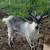 Goats ( doelings) 5 thumbnail