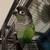 Green cheek conure 1 thumbnail