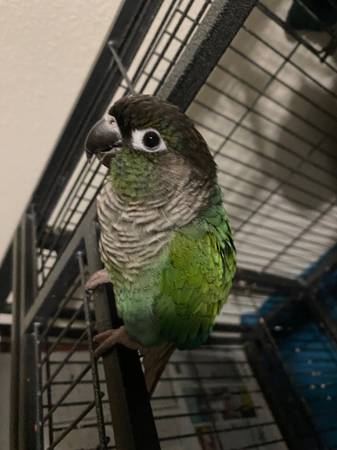 Green cheek conure 1