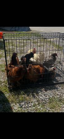 Chicken 1